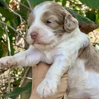 Chocolate Merle mini Cockapoo, a female Cockapoo for sale in Tampa, FL – Photo 6 of 7