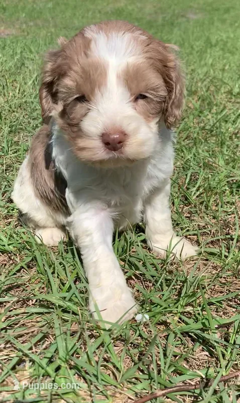 Chocolate Merle mini Cockapoo – Cockapoo puppy for sale in Tampa, FL