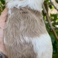 Chocolate Merle mini Cockapoo, a female Cockapoo for sale in Tampa, FL – Photo 4 of 7
