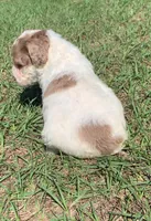 Chocolate Merle parti, a male Cockapoo for sale in Tampa, FL – Photo 8 of 10