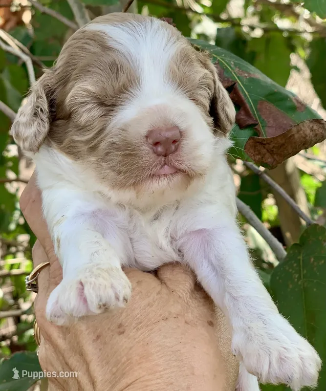 Chocolate Merle mini Cockapoo