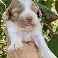 Chocolate Merle mini Cockapoo, a female Cockapoo for sale in Tampa, FL – Photo 3 of 7