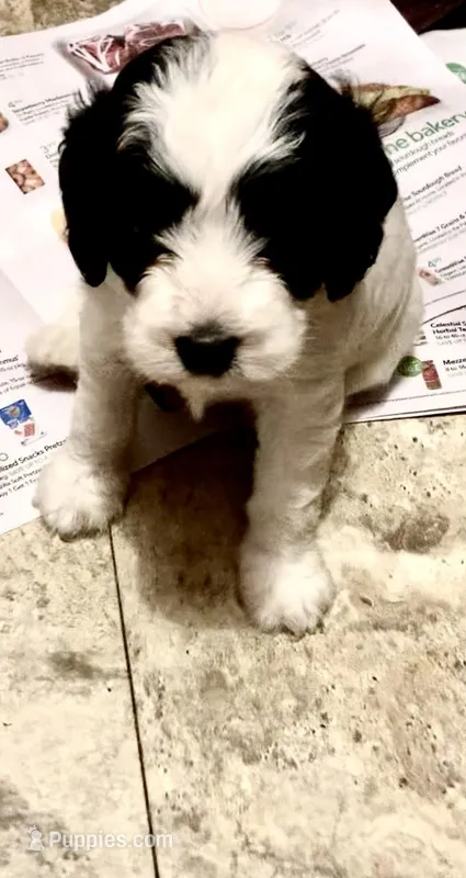 Mini Cockapoo – Cockapoo puppy for sale in Tampa, FL