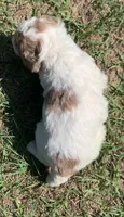 Chocolate Merle parti, a male Cockapoo for sale in Tampa, FL – Photo 6 of 10