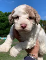 Chocolate Merle parti, a male Cockapoo for sale in Tampa, FL – Photo 2 of 10