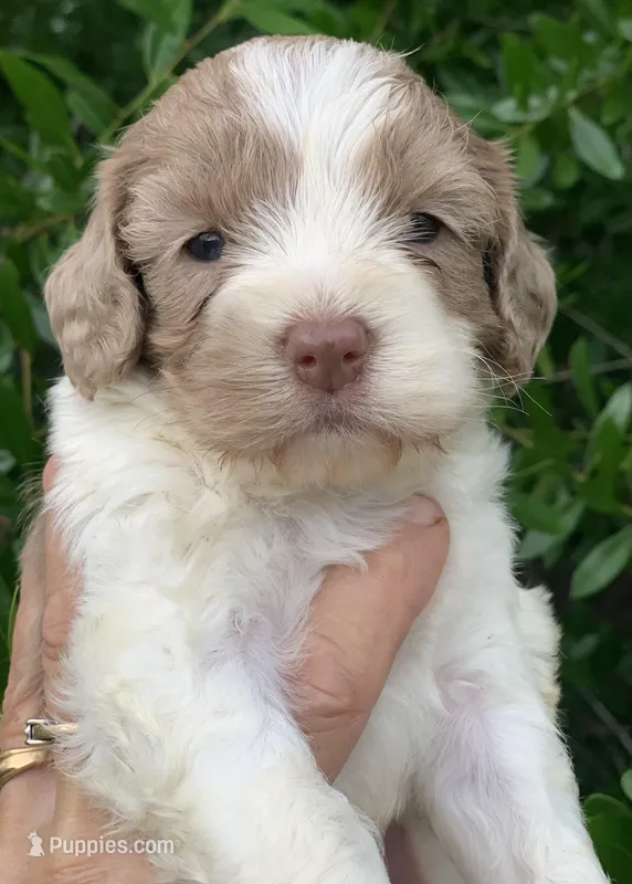 Chocolate Merle mini Cockapoo – Cockapoo puppy for sale in Tampa, FL