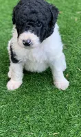 Medium size. Parents health tested., a male Bernedoodle for sale in Tampa, FL – 9 of 10