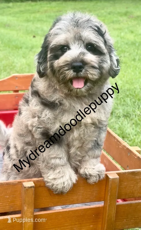 Marley – Chow Chow, Poodle - Miniature  puppy for sale in Sun City Center, FL