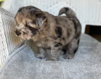 Waffles, a female Chow Chow and Poodle - Standard  for sale in Ruskin, FL – 6 of 10
