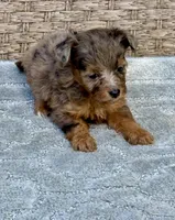 Nova, a female Miniature Aussiedoodle for sale in Tampa, FL – 7 of 7