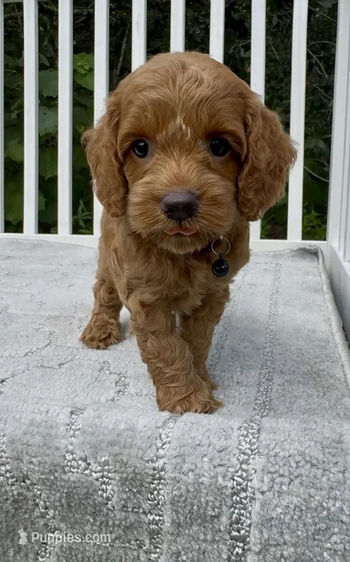 Black F1  – Cockapoo puppy for sale in Ruskin, FL