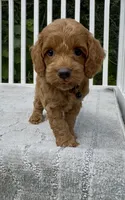 Black F1 PENDING , a male Cockapoo for sale in Sun City Center, FL – 2 of 9