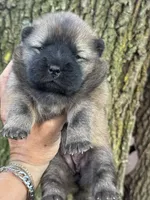 Mei, a female Chow Chow for sale in Ruskin, FL – 3 of 7