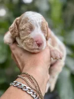 Patsy, a female Cockapoo for sale in Ruskin, FL – 7 of 7