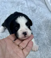 Tania, a female Miniature Aussiedoodle for sale in Ruskin, FL – 1 of 5