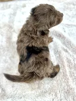 Tucker, a male Miniature Aussiedoodle for sale in Tampa, FL – 4 of 4