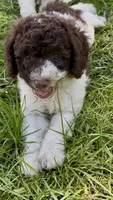 Brownie  , a male Cockapoo for sale in Ruskin, FL – 2 of 10
