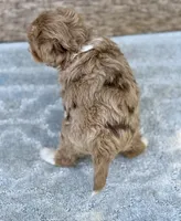 Teddy chocolate Merle, a male Miniature Aussiedoodle for sale in Tampa, FL – 5 of 6