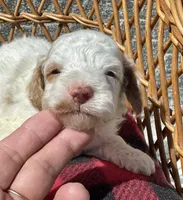 Milo, a male Cockapoo for sale in Ruskin, FL – 2 of 8