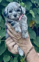Topaz F1b , a female Miniature Aussiedoodle for sale in Sun City Center, FL – 6 of 10