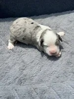 Diamond F1b, a female Miniature Aussiedoodle for sale in Tampa, FL – 5 of 8