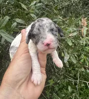 Sapphire. “ regular size” Blue Merle, a female Cockapoo for sale in Tampa, FL – 9 of 10