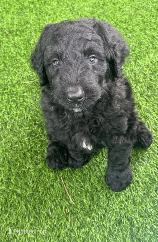 Medium size. Parents health tested. – Bernedoodle puppy for sale in Tampa, FL