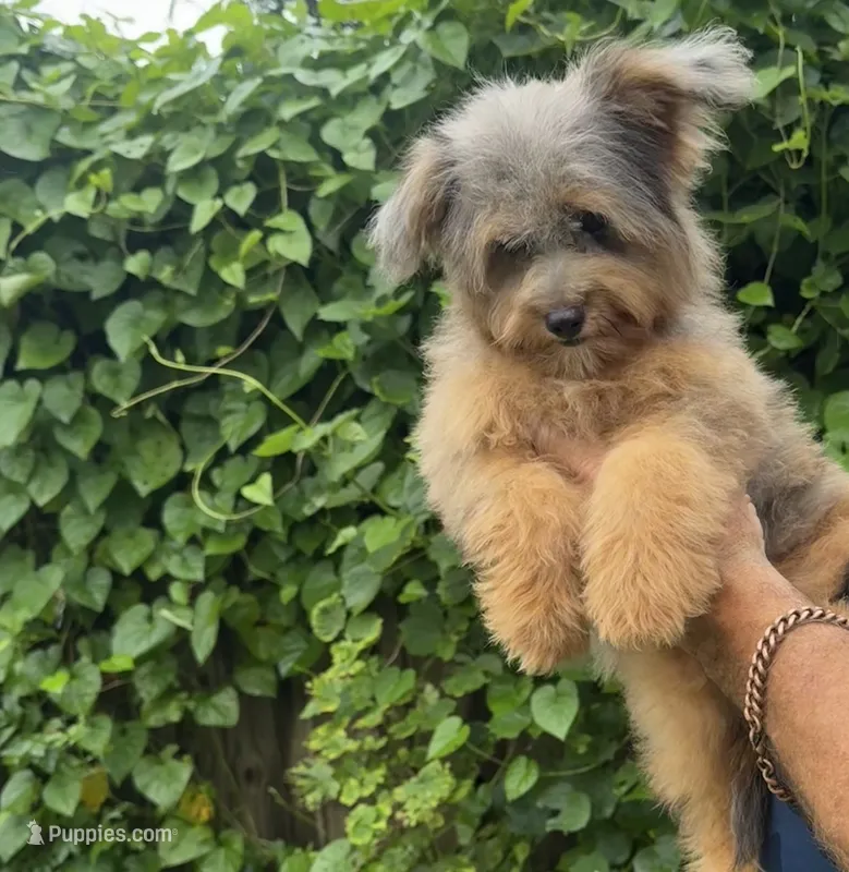 Nova – Miniature Aussiedoodle puppy for sale in Sun City Center, FL