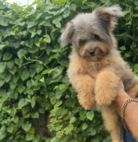 Nova, a female Miniature Aussiedoodle for sale in Tampa, FL – 2 of 4