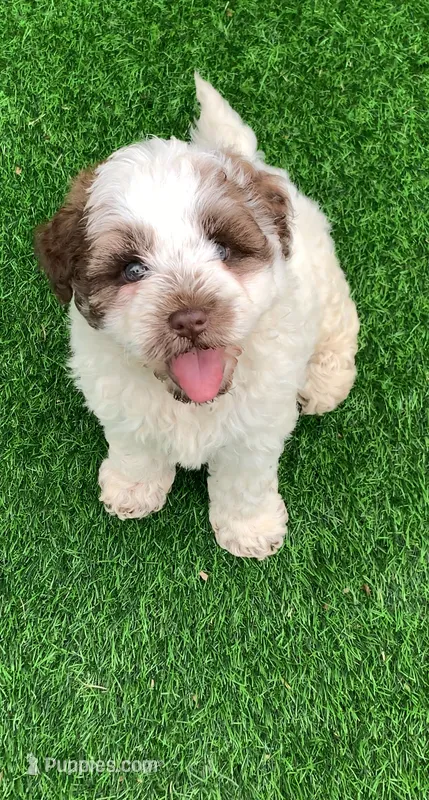 Hershey – Chow Chow, Poodle - Miniature  puppy for sale in Tampa, FL