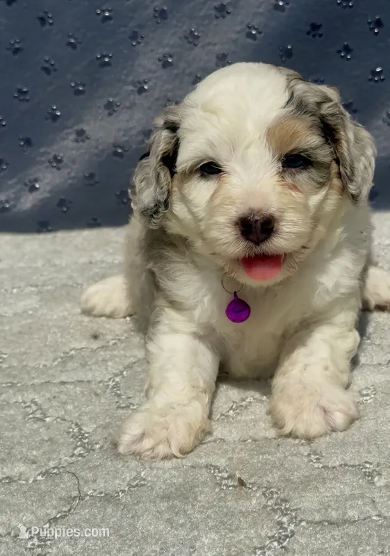 Diamond F1b – Miniature Aussiedoodle puppy for sale in Tampa, FL