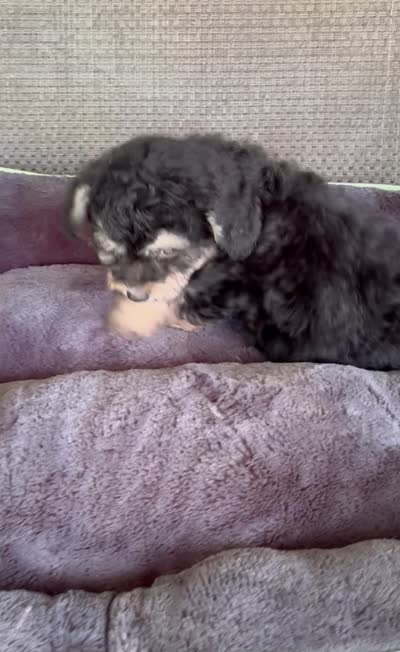 Tiny Morkiepoo  , a male Poodle - Toy  and Morkie for sale in Tampa, FL – 9 of 10