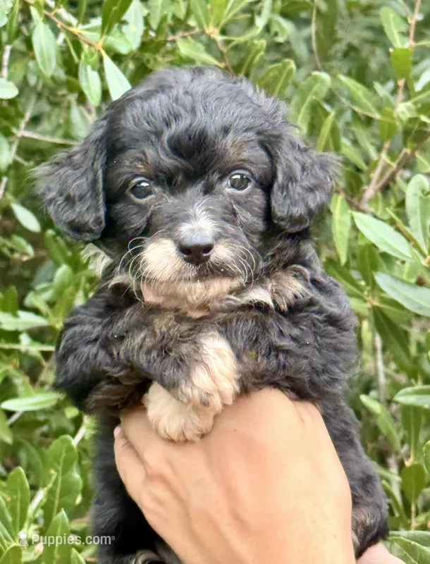 Bear – Miniature Aussiedoodle puppy for sale in Tampa, FL