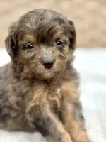 Tucker, a male Miniature Aussiedoodle for sale in Tampa, FL – 2 of 4