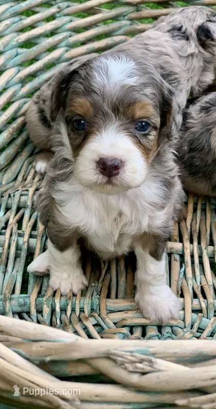 Indigo  – Miniature Aussiedoodle puppy for sale in Tampa, FL