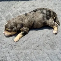 Emerald  F1b, a female Miniature Aussiedoodle for sale in Tampa, FL – 7 of 8
