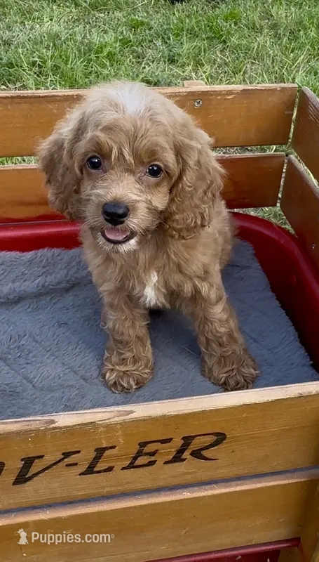 Purple F1 – Cockapoo puppy for sale in Ruskin, FL