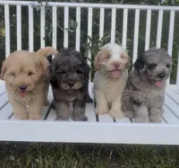 Scout, a male Chow Chow and Poodle - Miniature  for sale in Sun City Center, FL – 2 of 7