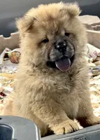 Xuan , a male Chow Chow for sale in Ruskin, FL – 6 of 8