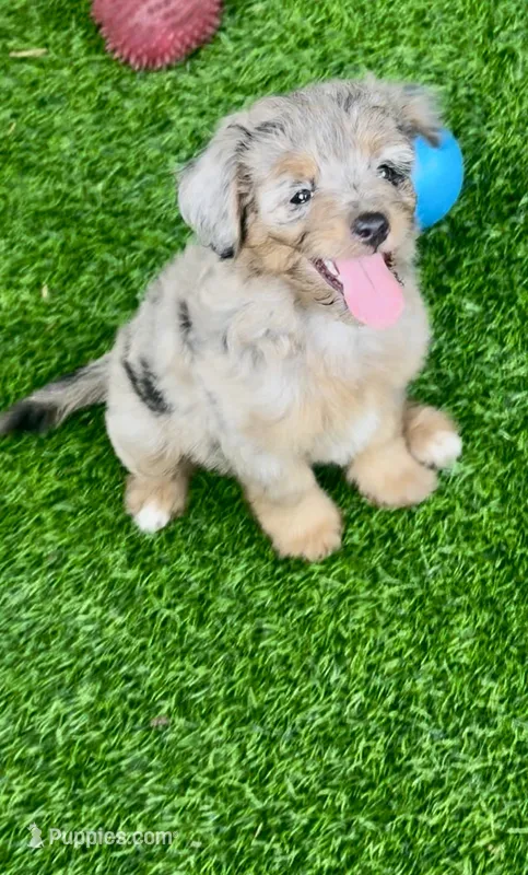 Nova – Miniature Aussiedoodle puppy for sale in Tampa, FL