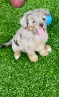 Nova, a female Miniature Aussiedoodle for sale in Tampa, FL – 3 of 10