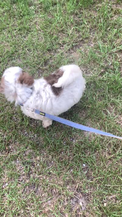Hershey, a female Chow Chow and Poodle - Miniature  for sale in Tampa, FL – 10 of 10