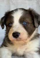 Amy.       Blue eyes, a female Miniature Aussiedoodle for sale in Ruskin, FL – 5 of 10