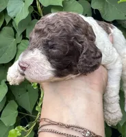 Brownie  “ regular size “, a male Cockapoo for sale in Sun City Center, FL – 3 of 9