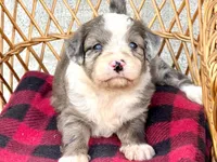 Shania  Blue eyes, a female Miniature Aussiedoodle for sale in Ruskin, FL – 3 of 9