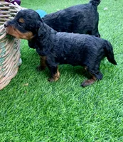 Maple.  Parents health tested , a female Miniature Aussiedoodle for sale in Tampa, FL – 7 of 10