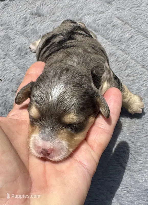 Emerald  F1b – Miniature Aussiedoodle puppy for sale in Tampa, FL