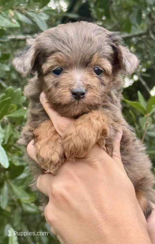 Nova – Miniature Aussiedoodle puppy for sale in Tampa, FL