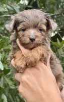 Jane, a female Miniature Aussiedoodle for sale in Tampa, FL – 6 of 10