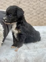 Bear, a male Miniature Aussiedoodle for sale in Tampa, FL – 10 of 10